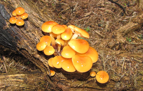 Flammulina velutipes